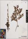 Foto von Salix cinerea L. x Salix purpurea L.